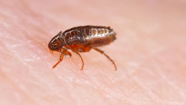 Health officials in California are warning residents to take precautions after a case of the notorious plague was confirmed.