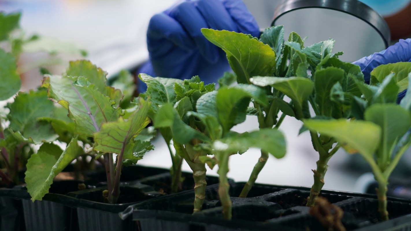 Researchers at the Chinese Academy of Sciences developed a new method to improve the functionality of plant cells.