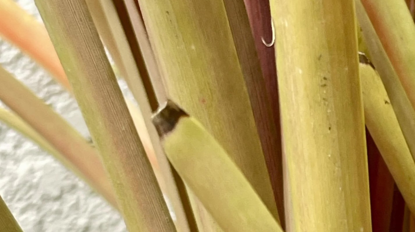 One Redditor shared a photo of a gray tree frog trying to blend in with their dracaena plant.