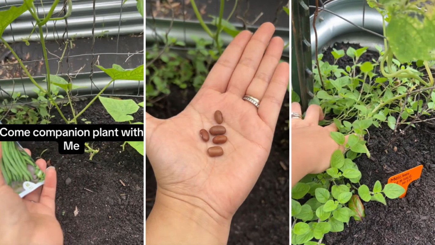 One gardener on TikTok is showing how to make the most of small garden spaces while giving your plants a nutrient boost.