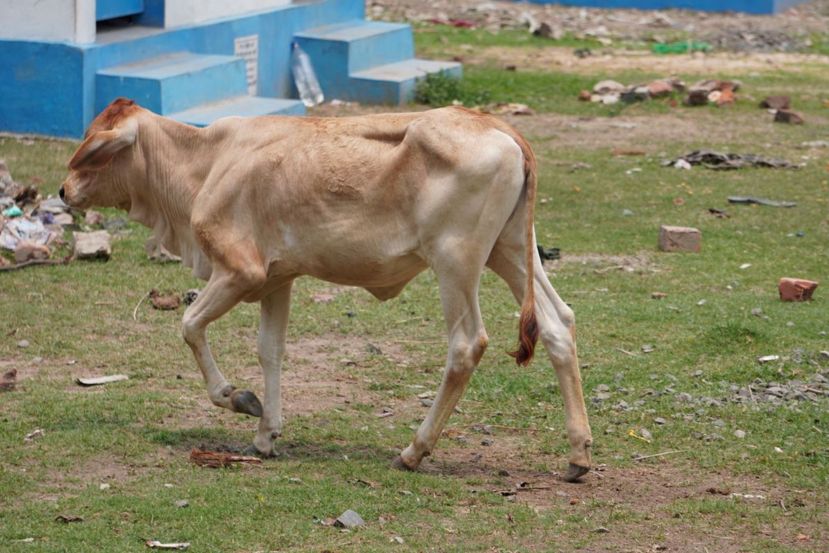 One cow in India needed emergency surgery after swallowing over 33 pounds of plastic.