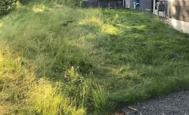 Plain and monotonous grass lawns are out, while diverse and pollinator-friendly gardens are in.