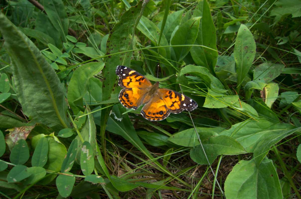 One Queens homeowner's lawn transformation showed how easy and eco-friendly it can be to replace grass with a pollinator garden.