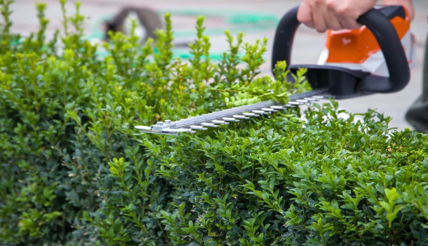 A Reddit post in r/neighborsfromhell has sparked a wave of sympathy and outrage after a Vermont homeowner shared that their neighbor's mowed down a carefully cultivated pollinator garden.