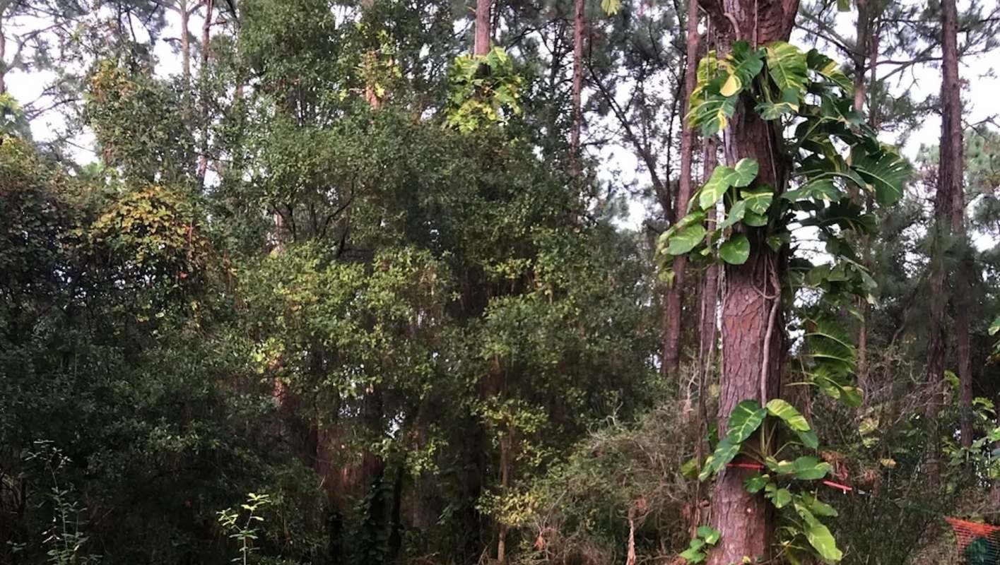 One Redditor shared a photo of pothos climbing several trees in their backyard and thought others would appreciate it.