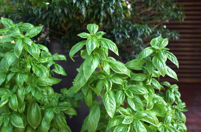 One TikTok user shared an efficient method for preserving fresh basil.