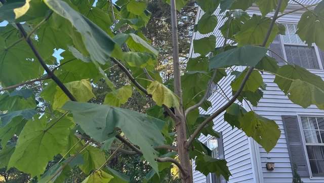 One Reddit user was shocked to find a princess tree growing in their garden and turned to the r/plants community for help.