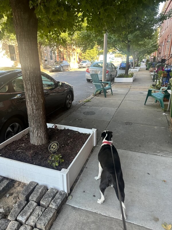 One Reddit user took to the r/Baltimore subreddit to advise community members about the dangers of overmulching.