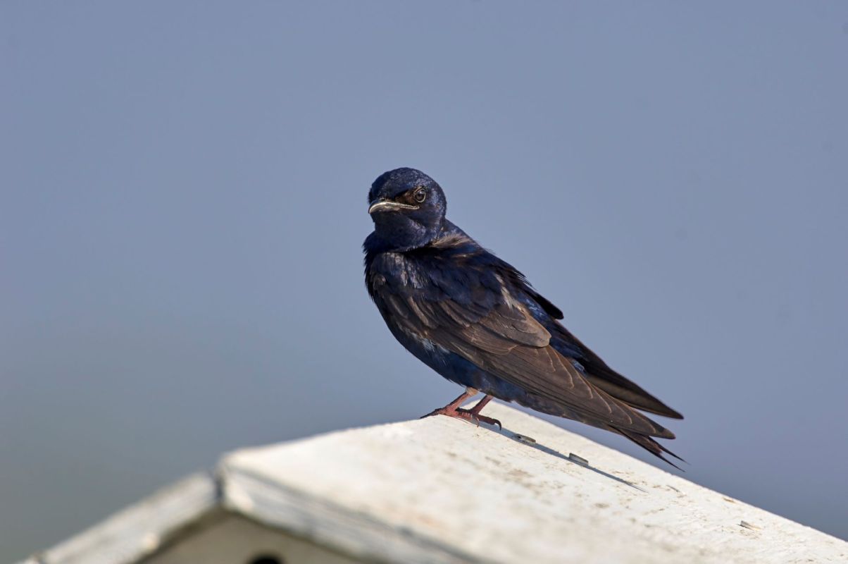 The Purple Martin Conservation Association has teamed up with the Tucson Bird Alliance to help track adult purple martins using satellite technology.