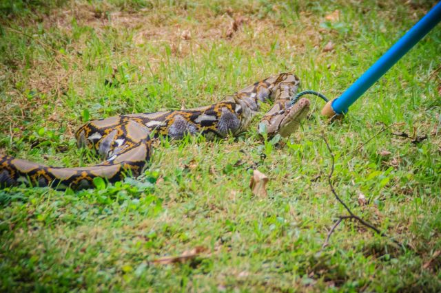 Local residents took matters into their own hands when an enormous Burmese python was discovered slithering through a Florida neighborhood.