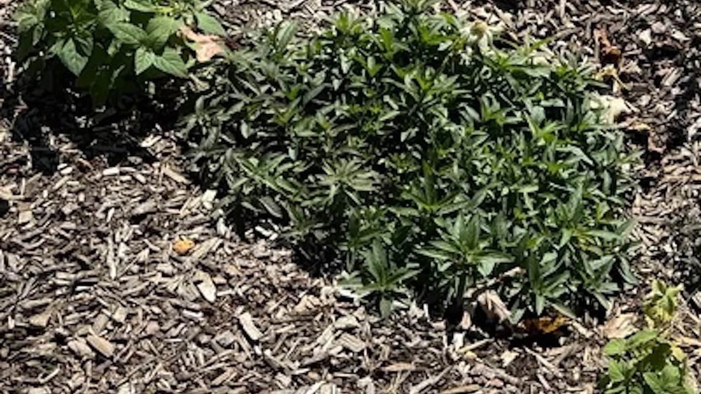 One gardener shared their nearly incognito rain garden in a viral Reddit post while seeking advice.