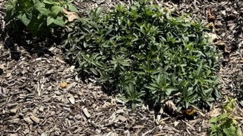 One gardener shared their nearly incognito rain garden in a viral Reddit post while seeking advice.