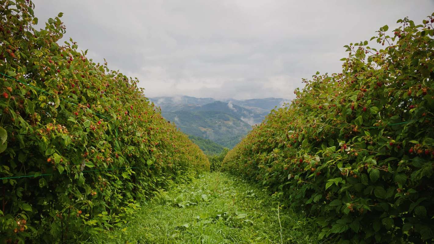One of the world's largest sources of raspberries likely will produce less than half its projected yield this year, causing prices to surge around the globe.