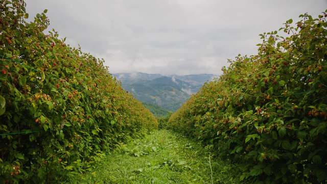 One of the world's largest sources of raspberries likely will produce less than half its projected yield this year, causing prices to surge around the globe.