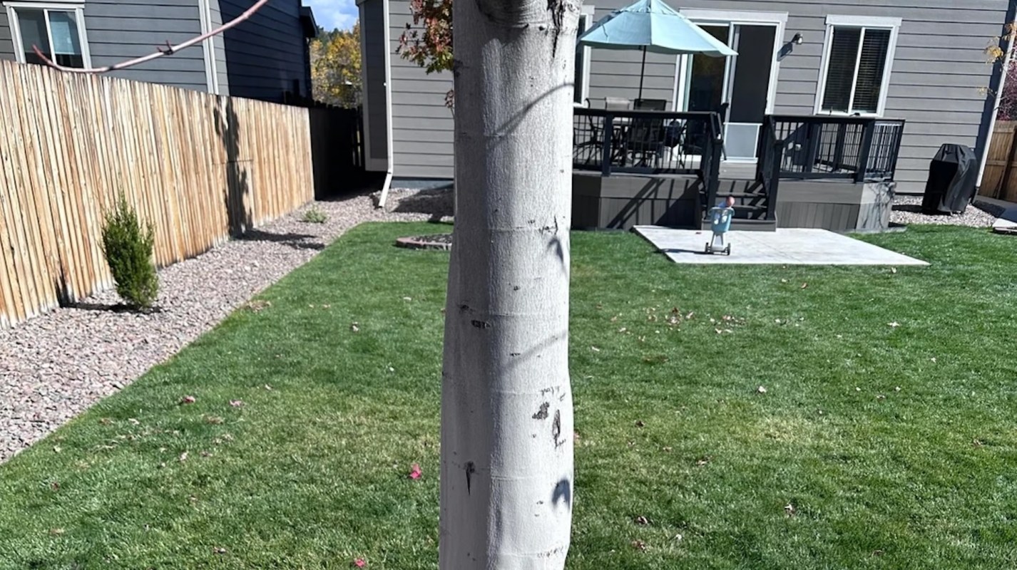 One homeowner shared their troubling experience with a newly planted red maple tree, leading to valuable advice from the arborist community.