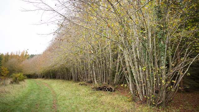 Red-throated divers are aquatic birds that nest on lakes, feed on fish, and migrate to the coast in winter.