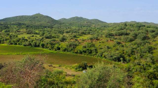 Maharashtra's plan to relocate 50 leopards is meant to reduce conflict with humans — but conservationists aren't buying it.