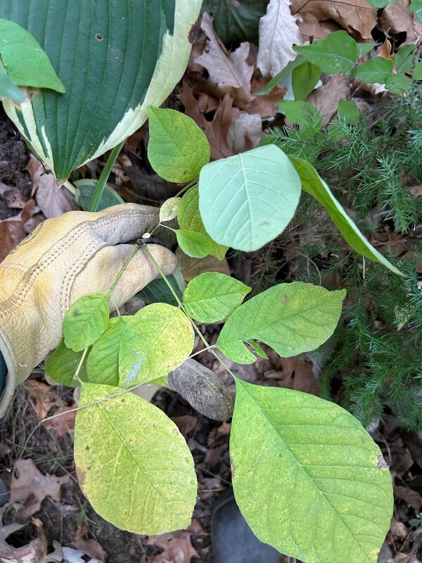 One Redditor shared the satisfying results of removing invasive species from a plot of land, thanking the community for their support.