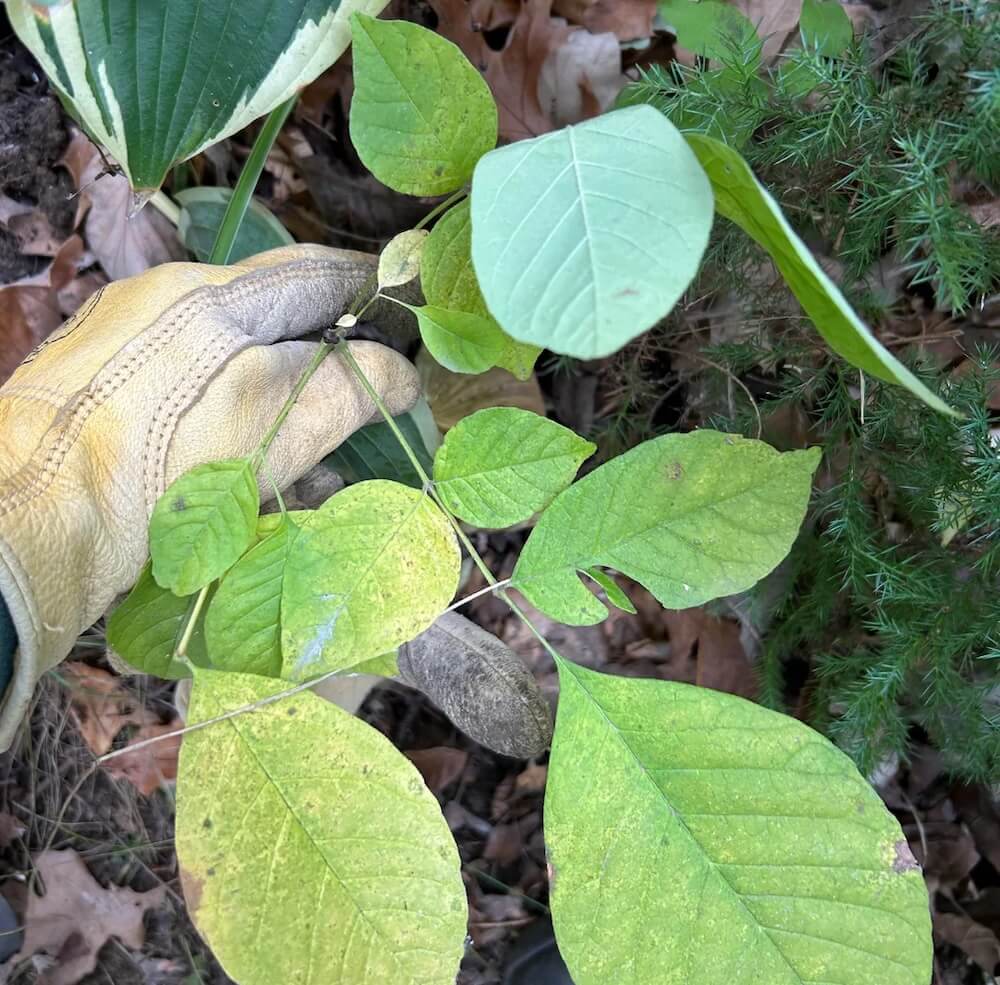 One Redditor shared their epic backyard restoration journey in which they removed many invasive plant species.