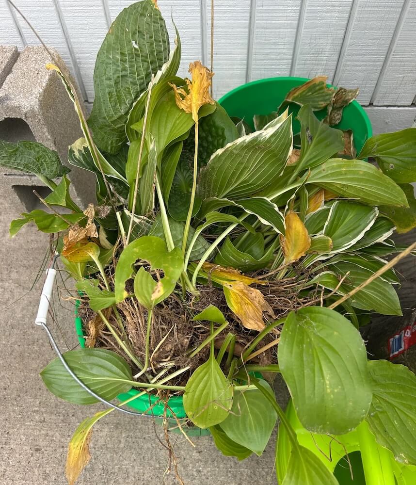 Homeowner shares photo after battle with harmful plants on property: ‘Fighting the good fight’ – The Cool Down