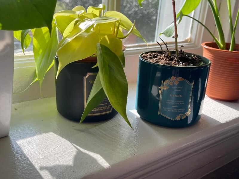 One Redditor shared a clever upcycling idea that turns leftover Bath & Body Works' candle jars into chic plant homes.