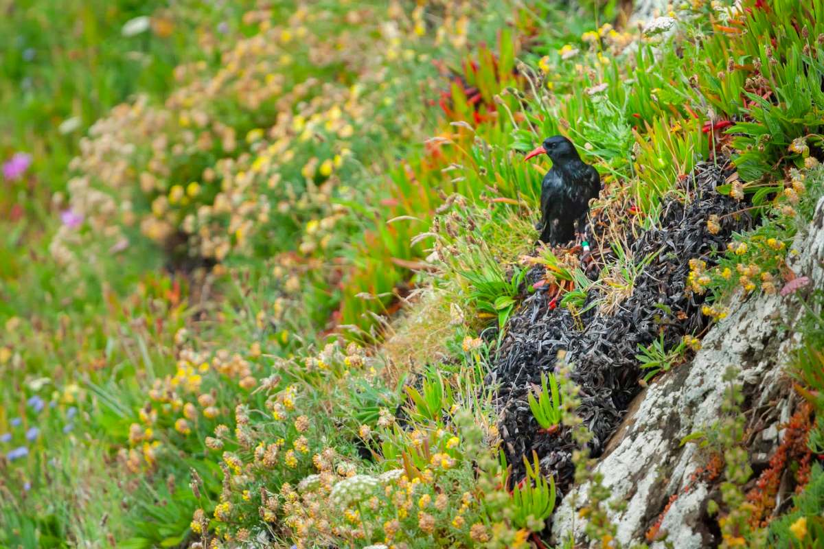 More than 70 acres of a meadow in Cornwall have been restored and are teeming with thriving native plants and wildlife.