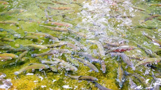 Rewilding Europe recently reported on how many European organizations are rewilding natural spaces to create healthier environments.