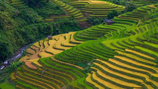 Japan is facing a severe rice shortage, but the crisis has also served as a wake-up call for some politicians.