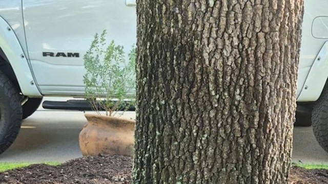 One homeowner earned the praise of arborists by eliminating the infamous mulch volcano covering the base of his or her tree.