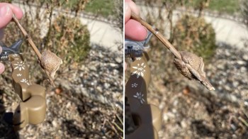 A home gardener found a mysterious brown blob on one of the rose stems they trimmed. Redditors helped identify it as a praying mantis' ootheca.
