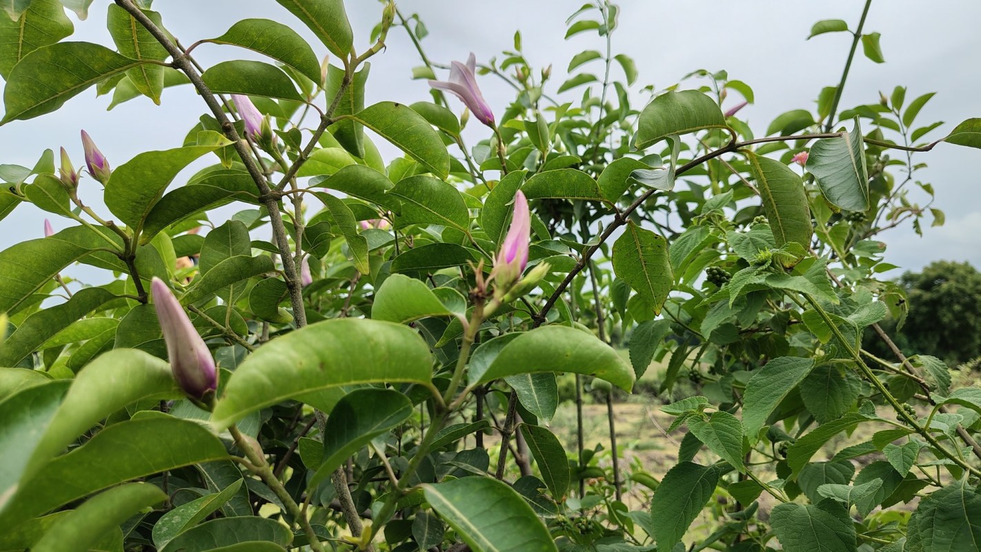 Australian officials in one Queensland town are battling the return of a destructive, invasive plant: rubber vine.