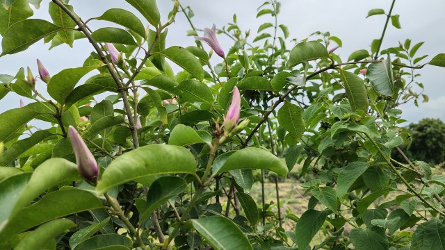 Australian officials in one Queensland town are battling the return of a destructive, invasive plant: rubber vine.