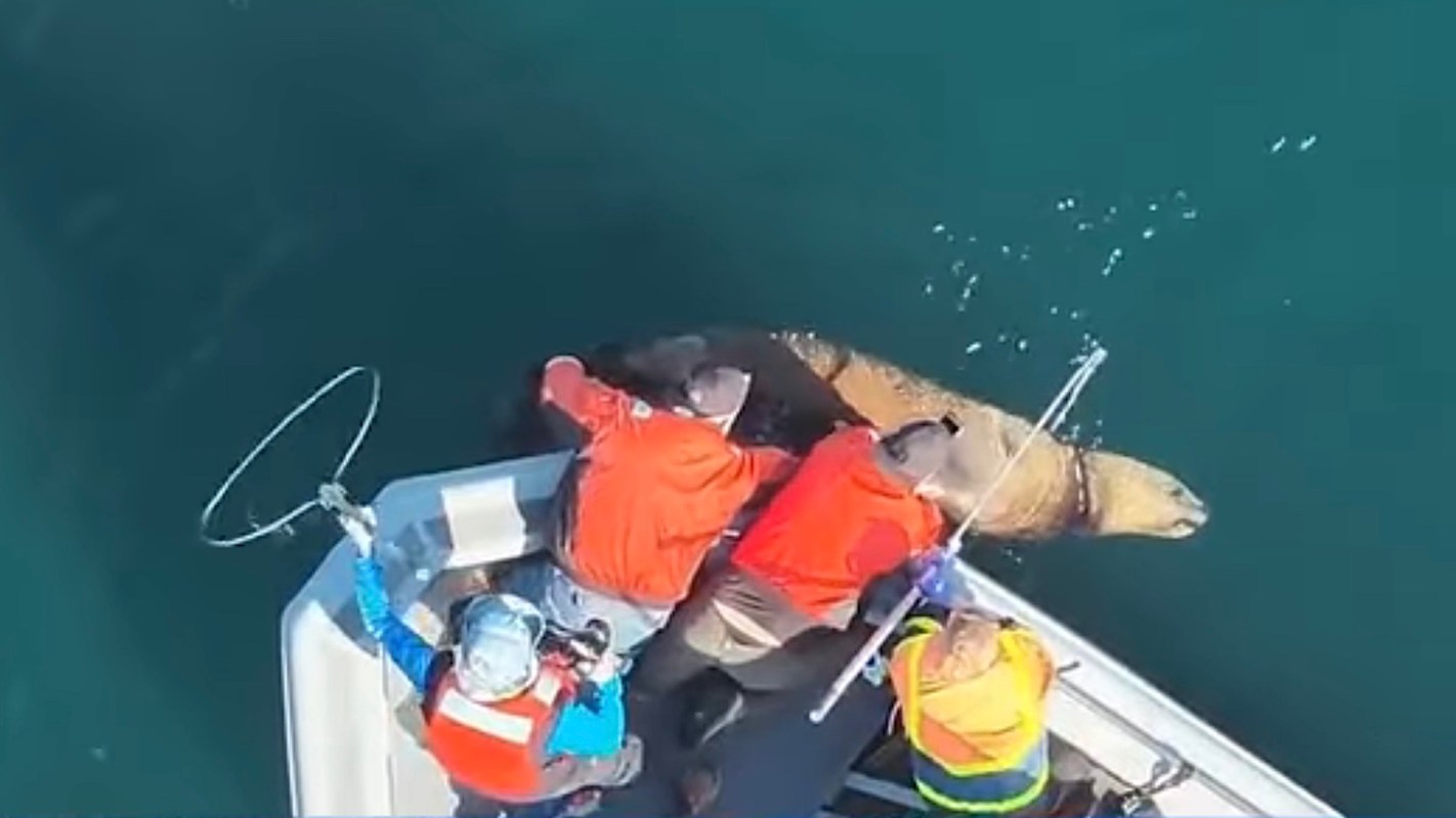 Researchers from the San Diego Zoo helped free a Steller sea lion from a plastic ring that was constricting its neck.