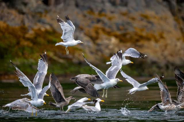 A new study reveals the critical role seabirds play in the ocean's ecosystem, including aiding the flow of nutrients from sea to land.