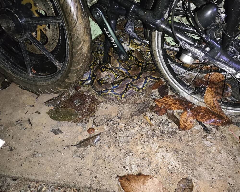 Pet owner shares photos after making disturbing midnight discovery in ...