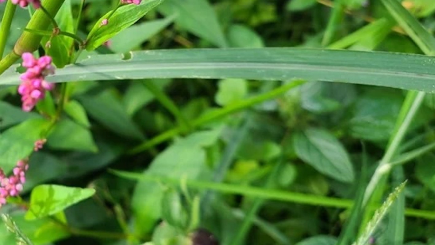 One Reddit user turned to the community to find out if the beautiful pink-flowered weed in their yard might be invasive.