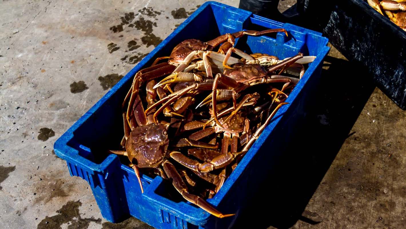 In Harlem, New York, prices for snow crab legs have more than doubled.