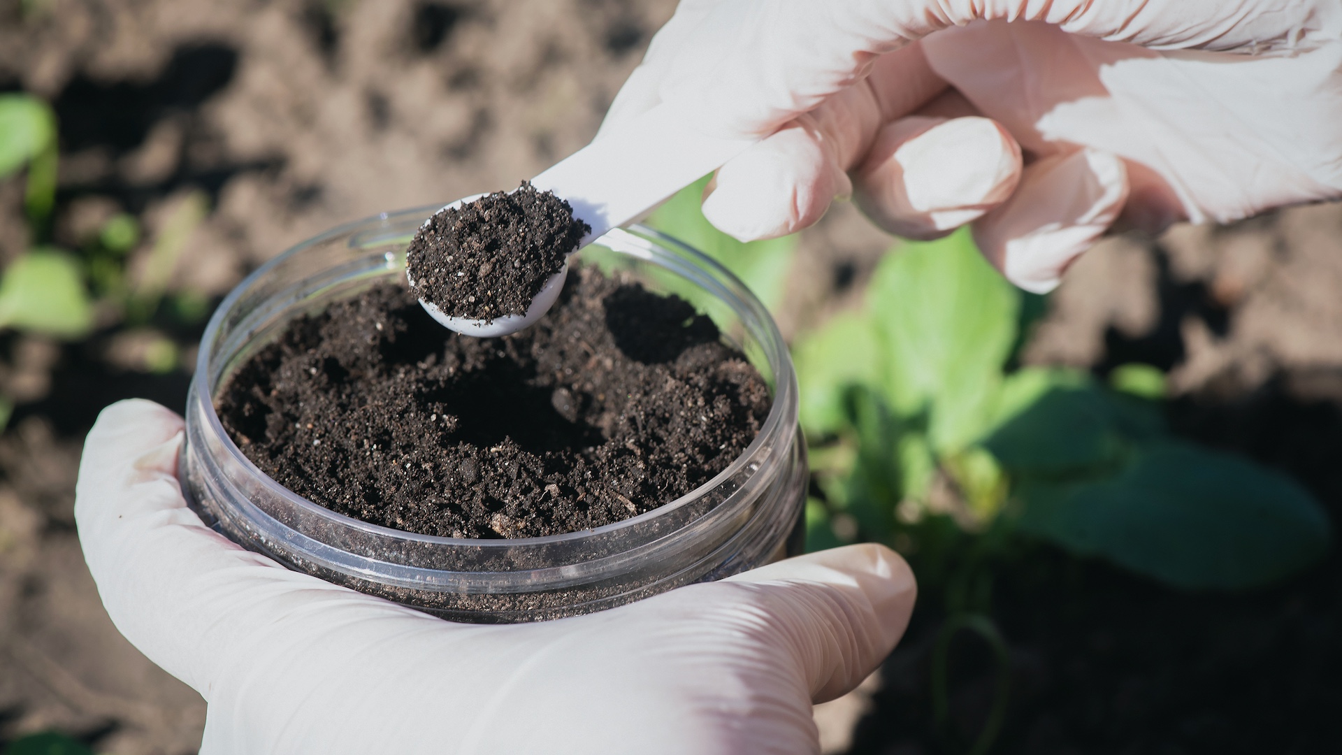 Researchers unearth revolutionary technique plants use to survive in harsh conditions: 'This is the path'