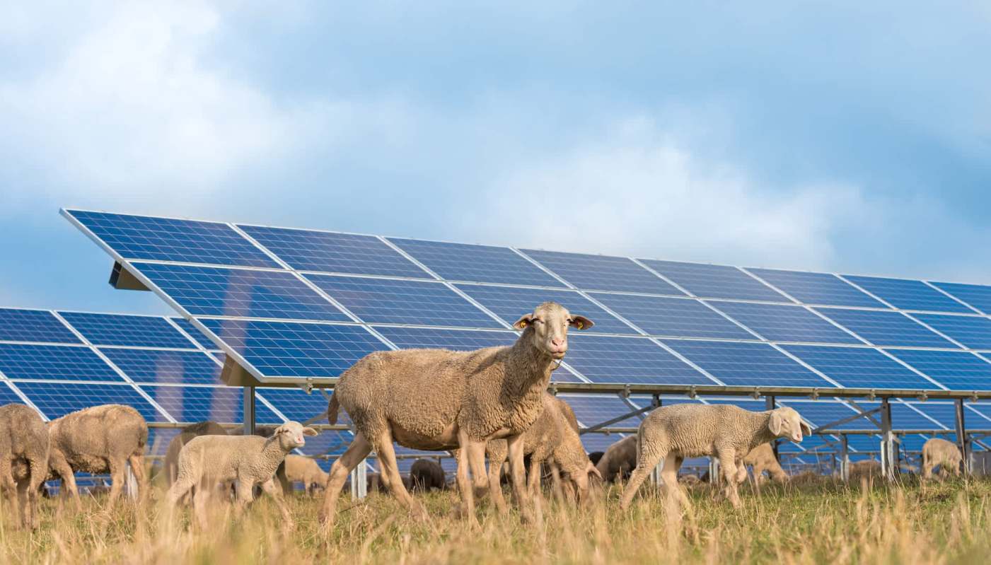 One company is taking solar grazing up to the next level, with the stars of its solar site being a herd of about 2,655 sheep.