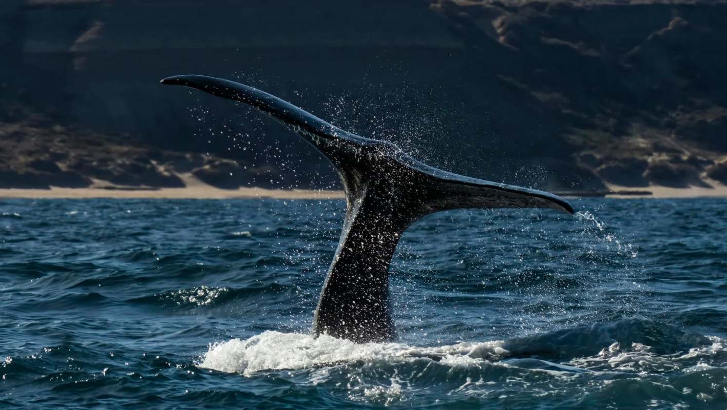 The declining birth rate of southern right whales off the coast of South Africa is a concerning sign for the species' and the Antarctic Ocean's health.