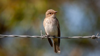 Researchers studied the spotted flycatcher to better understand how changing temperatures affect bird migration.