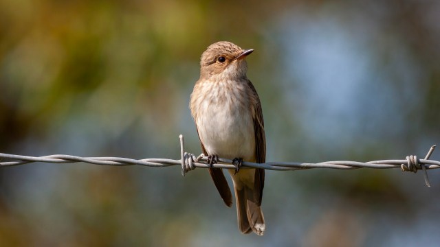 Researchers studied the spotted flycatcher to better understand how changing temperatures affect bird migration.