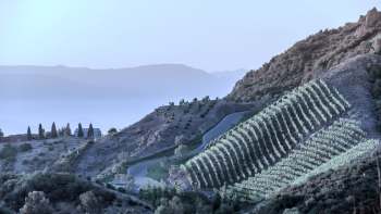 The spotted lanternfly is an invasive pest that's spreading across the U.S. — and it's costing millions in economic losses.