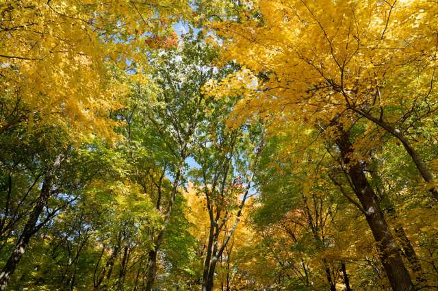 The Iowa Department of Agriculture and Land Stewardship has confirmed that the invasive spotted lanternfly has officially reached Iowa.