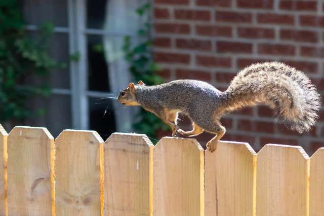 One Redditor found themselves torn between protecting backyard squirrels and dealing with a neighbor's rat problem.