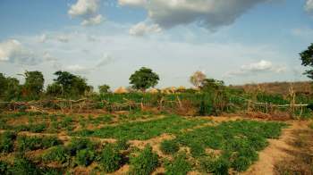 New, climate-resilient variants of popular staple crops have proved a big hit with farmers across Ghana's Upper East Region.