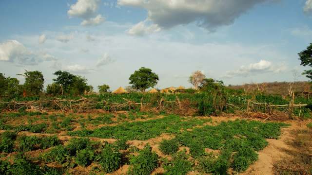 New, climate-resilient variants of popular staple crops have proved a big hit with farmers across Ghana's Upper East Region.