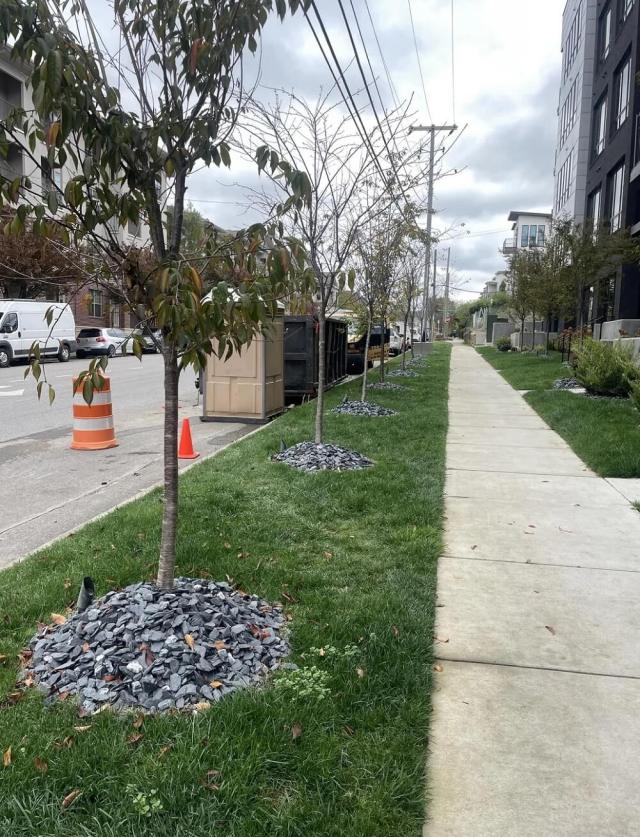 One Redditor warns against the threat of stone volcanoes to the health of a neighborhood tree.