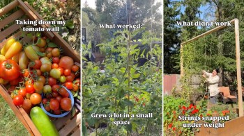 One gardener shared her experience using the string method for tomatoes, revealing what worked and the pitfalls to avoid.