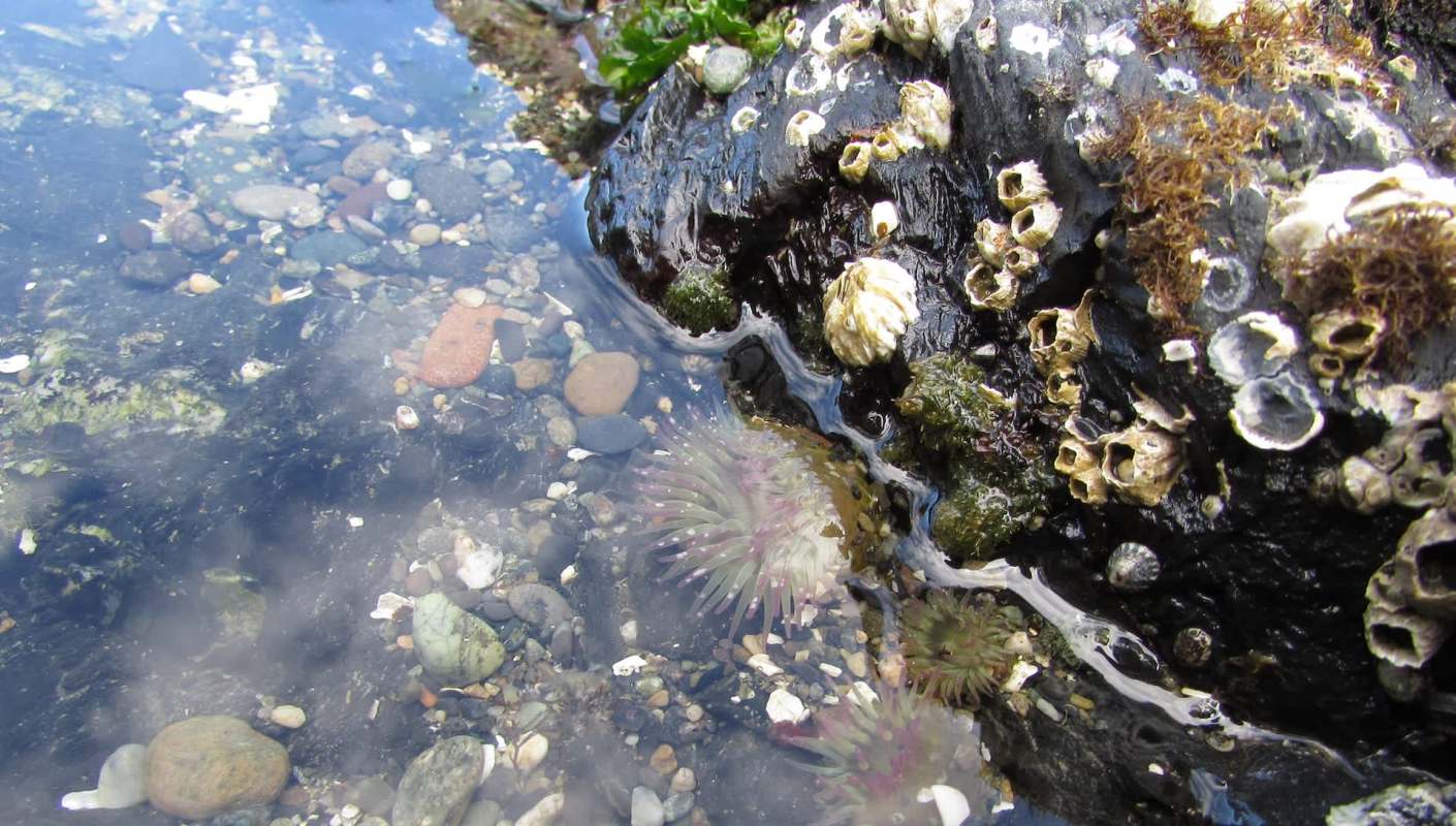One person walking along the North Shore of Oʻahu, Hawaiʻi, discovered millions of Styrofoam pellets in a tide pool.